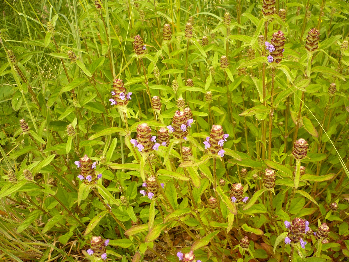 Prunella vulgaris (Lamiaceae)